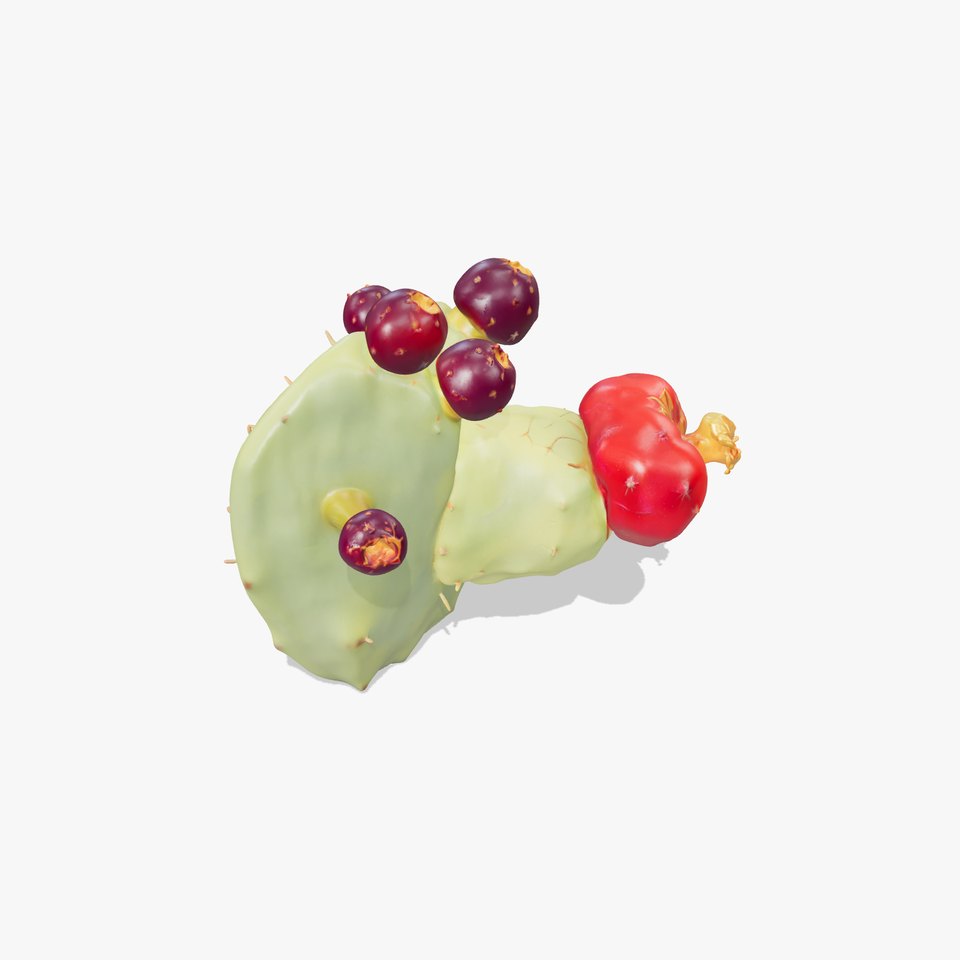 Opuntia Cactus with Fruit D Model Pack